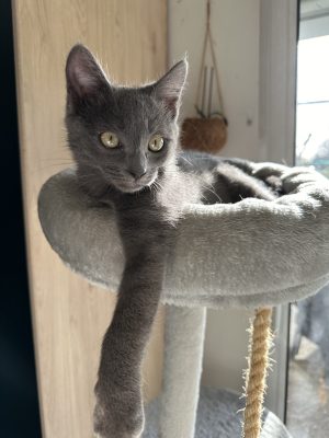 Blue, mon petit chat