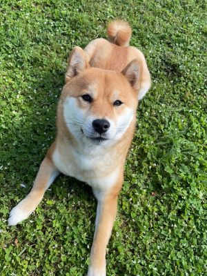Roy, mon petit Shiba Inu