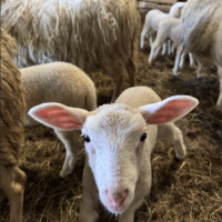 Capture d'écran 2025-12-22 223829