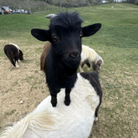 Capture d'écran 2025-12-22 223906