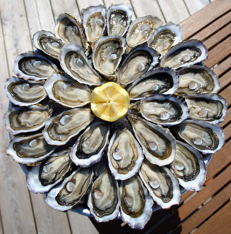degustation d huitres 3